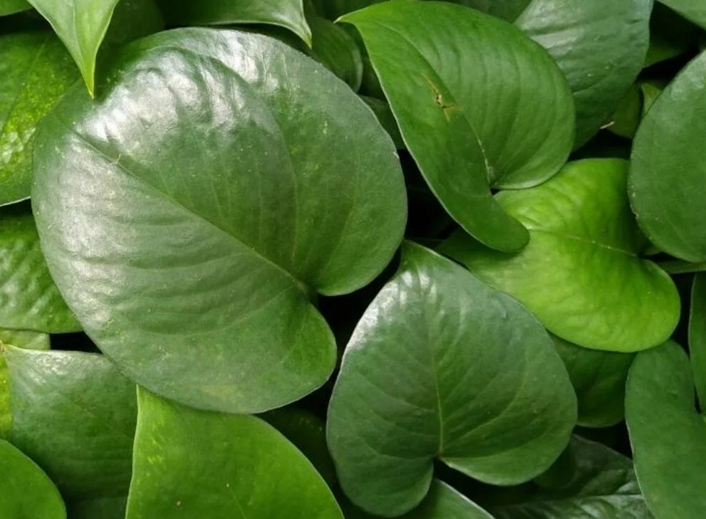 Epipremnum aureum - GREEN DRAGON - Devils Ivy Hanging Basket