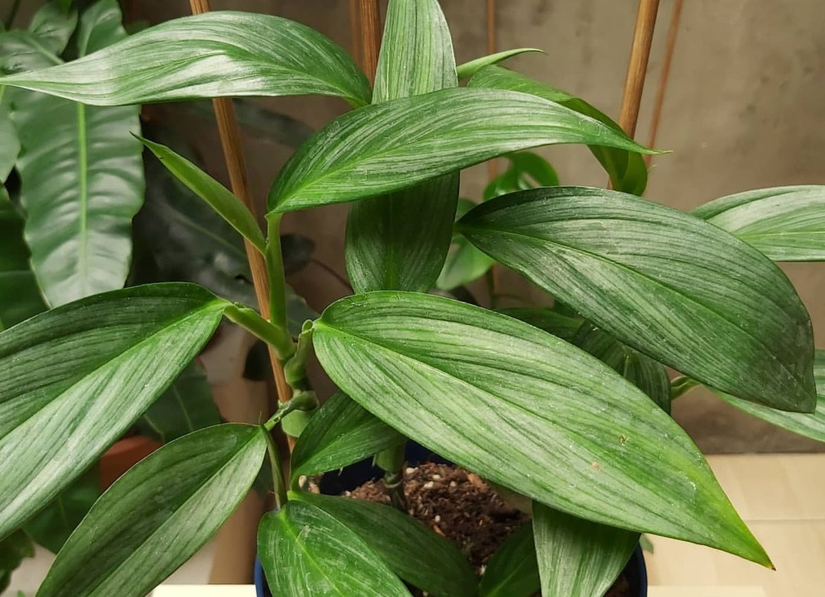 Epipremnum amplissimum