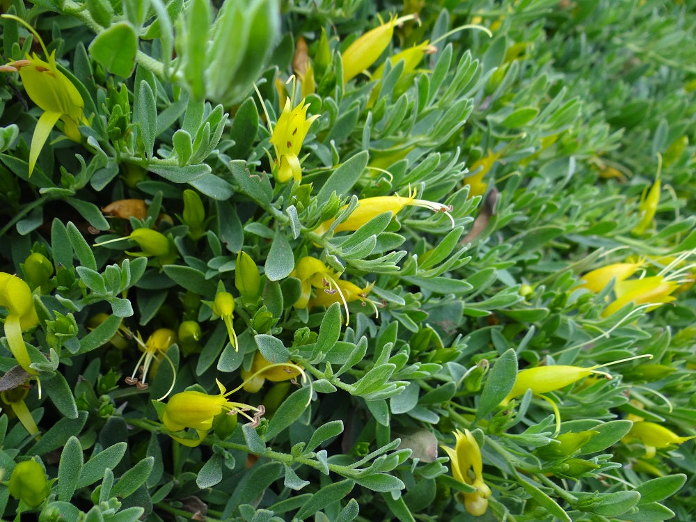 Eremophila glabra - BELALLA GOLD - Emu Bush