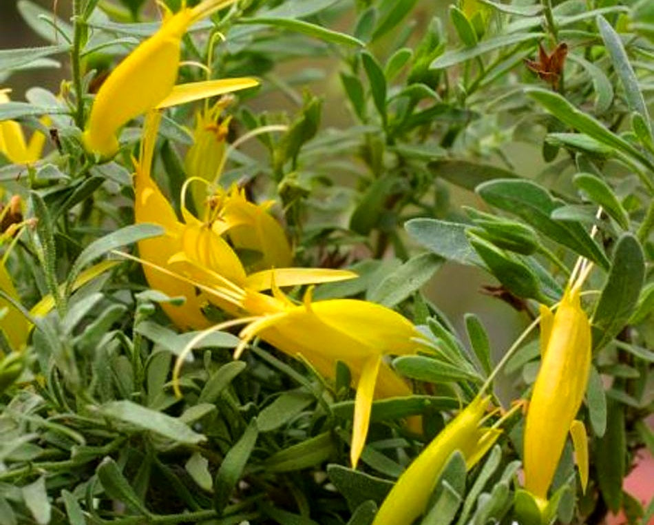 Eremophila glabra - BELALLA GOLD - Emu Bush