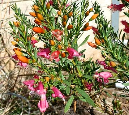 Eremophila maculata x racemosa - FAIRY FLOSS - Spotted Emu Bush
