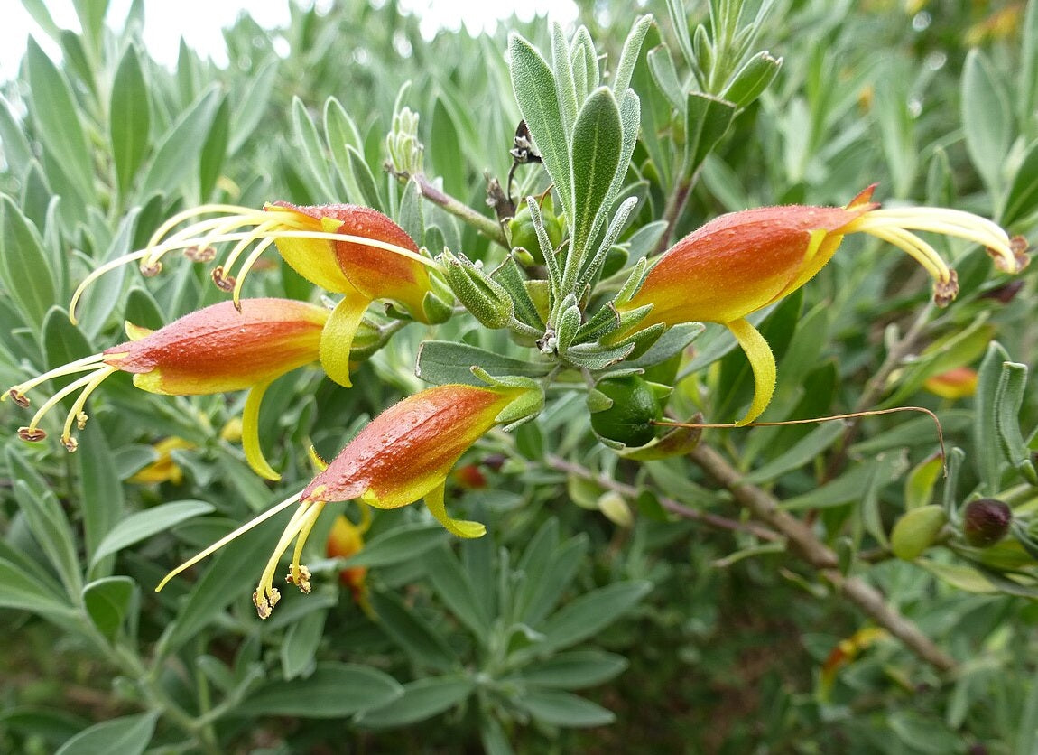 Eremophila glabra - KALBARRI SUNSET - Emu Bush