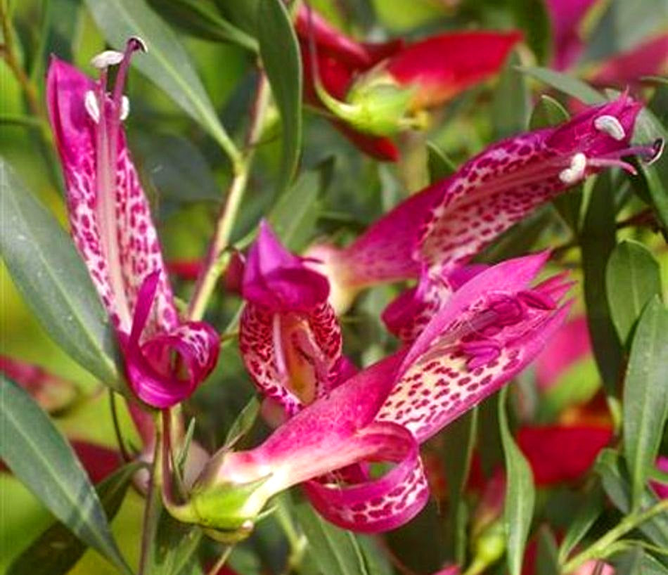 Eremophila maculata - MAGIC BLUSH - Spotted Emu Bush