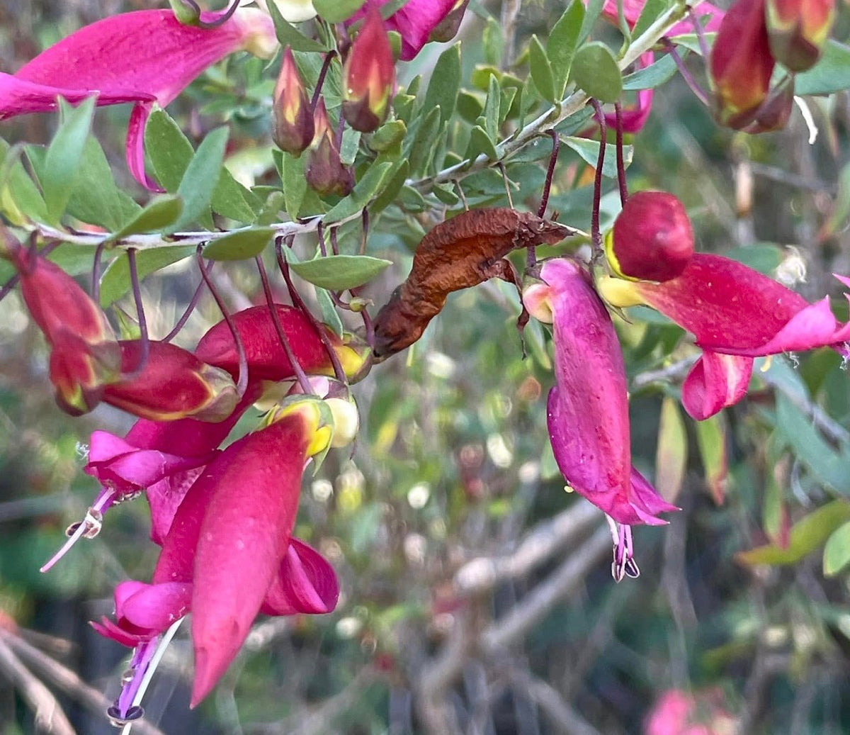 Eremophila maculata - PINK PASSION - Spotted Emu Bush