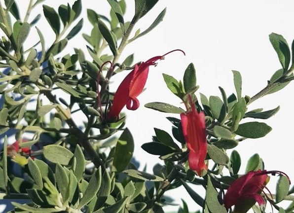 Eremophila decipiens x glabra - RED DESERT - Slender Fuchsia Emu Bush