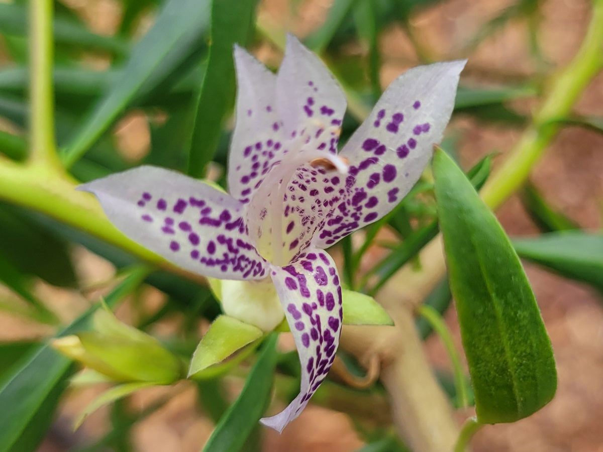 Eremophila maculata x viscida - SILVER HYBRID - Spotted Emu Bush