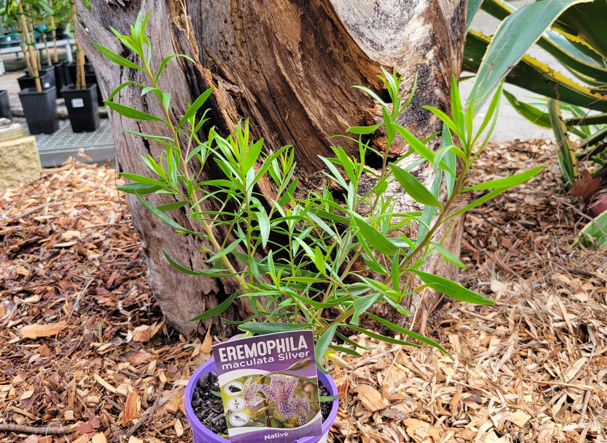 Eremophila maculata x viscida - SILVER HYBRID - Spotted Emu Bush