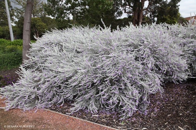 Eremophila nivea - SPRING MIST - Silky Emu Bush