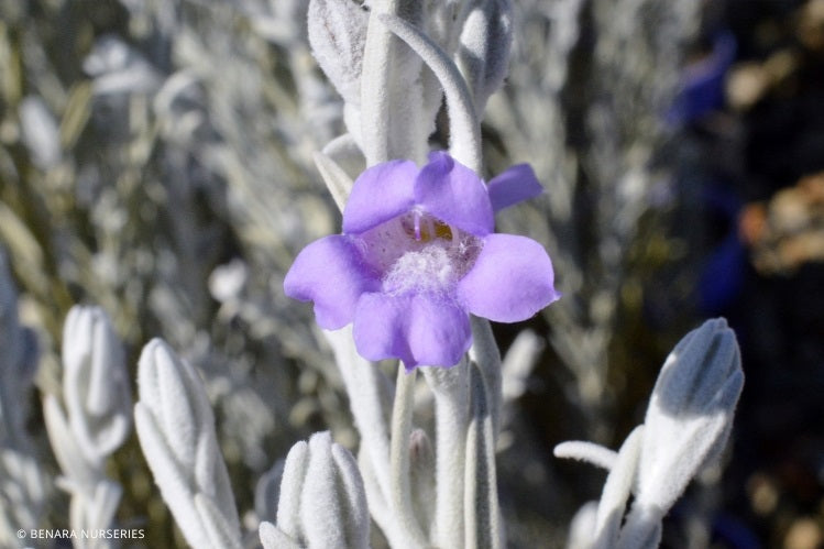 Eremophila nivea - SPRING MIST - Silky Emu Bush
