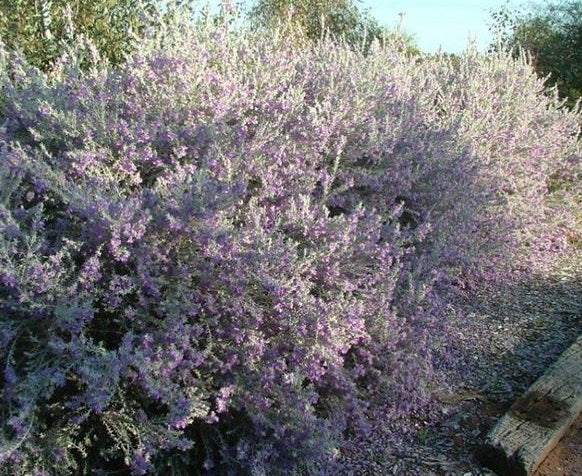 Eremophila nivea - Silky Emu Bush