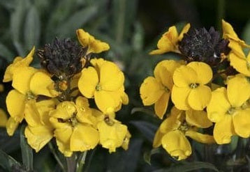 Erysimum linifolium - FRAGRANT SUNSHINE - Variegated Wallflower