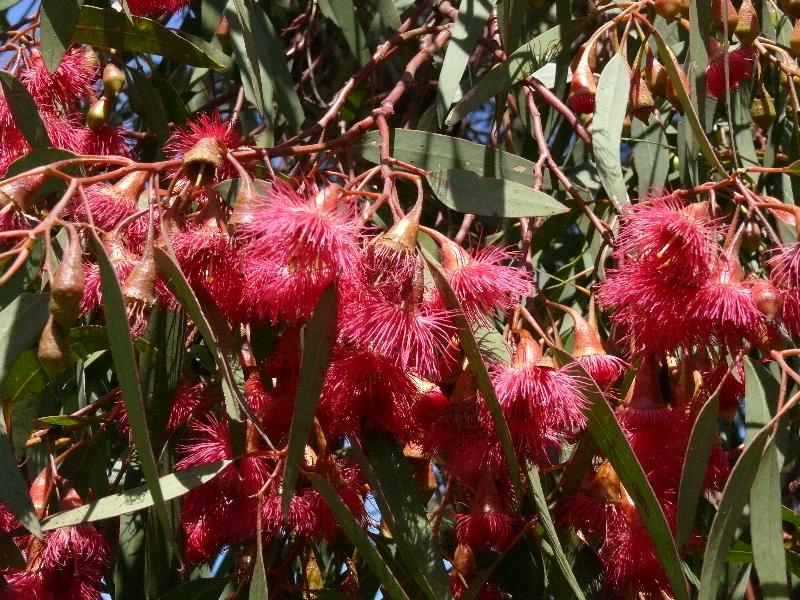 Eucalyptus leucoxylon - EUKY DWARF - Yellow Gum