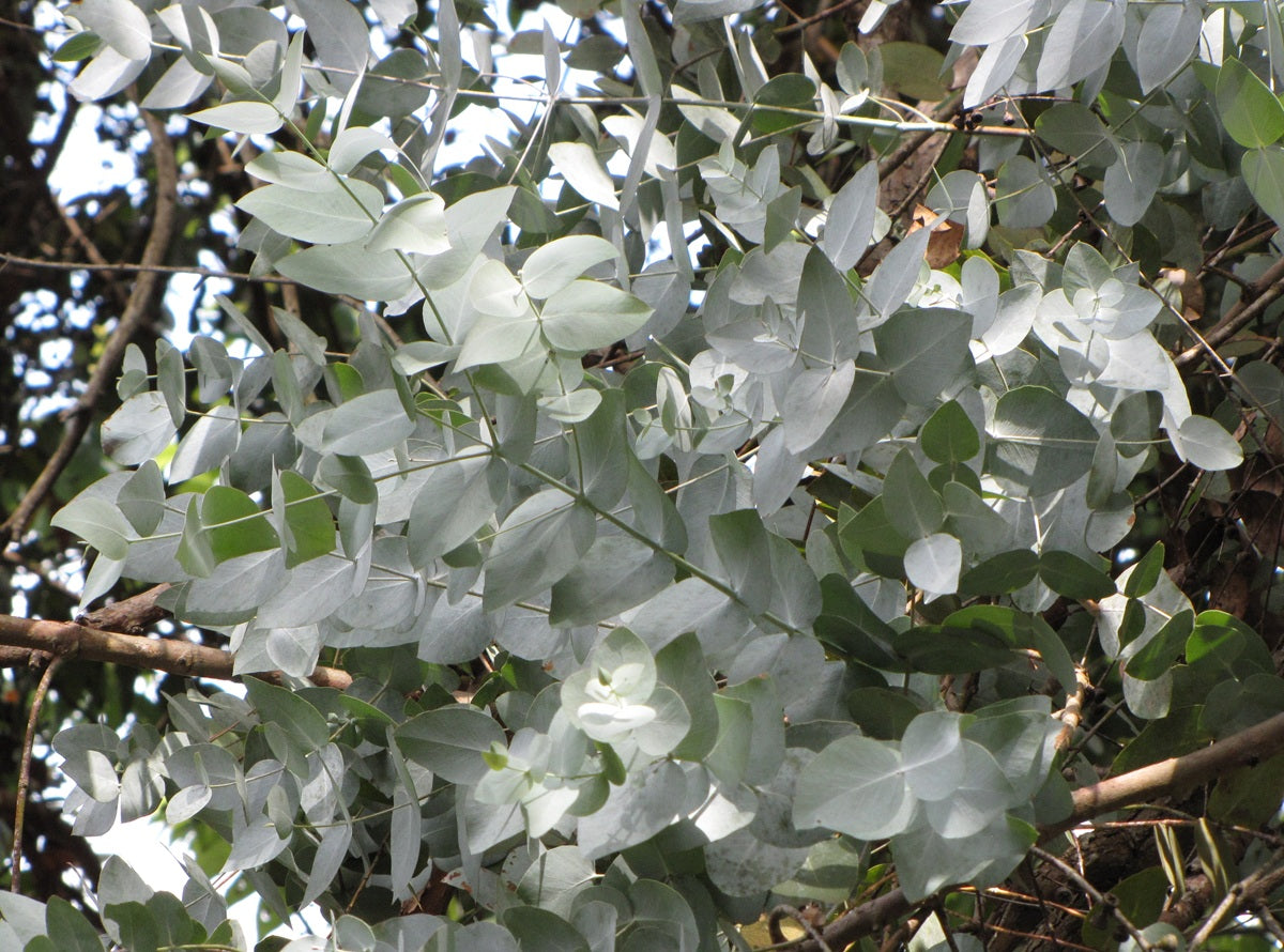 Eucalyptus cinerea - Argyle Apple