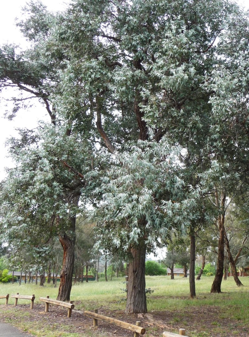 Eucalyptus cinerea - Argyle Apple