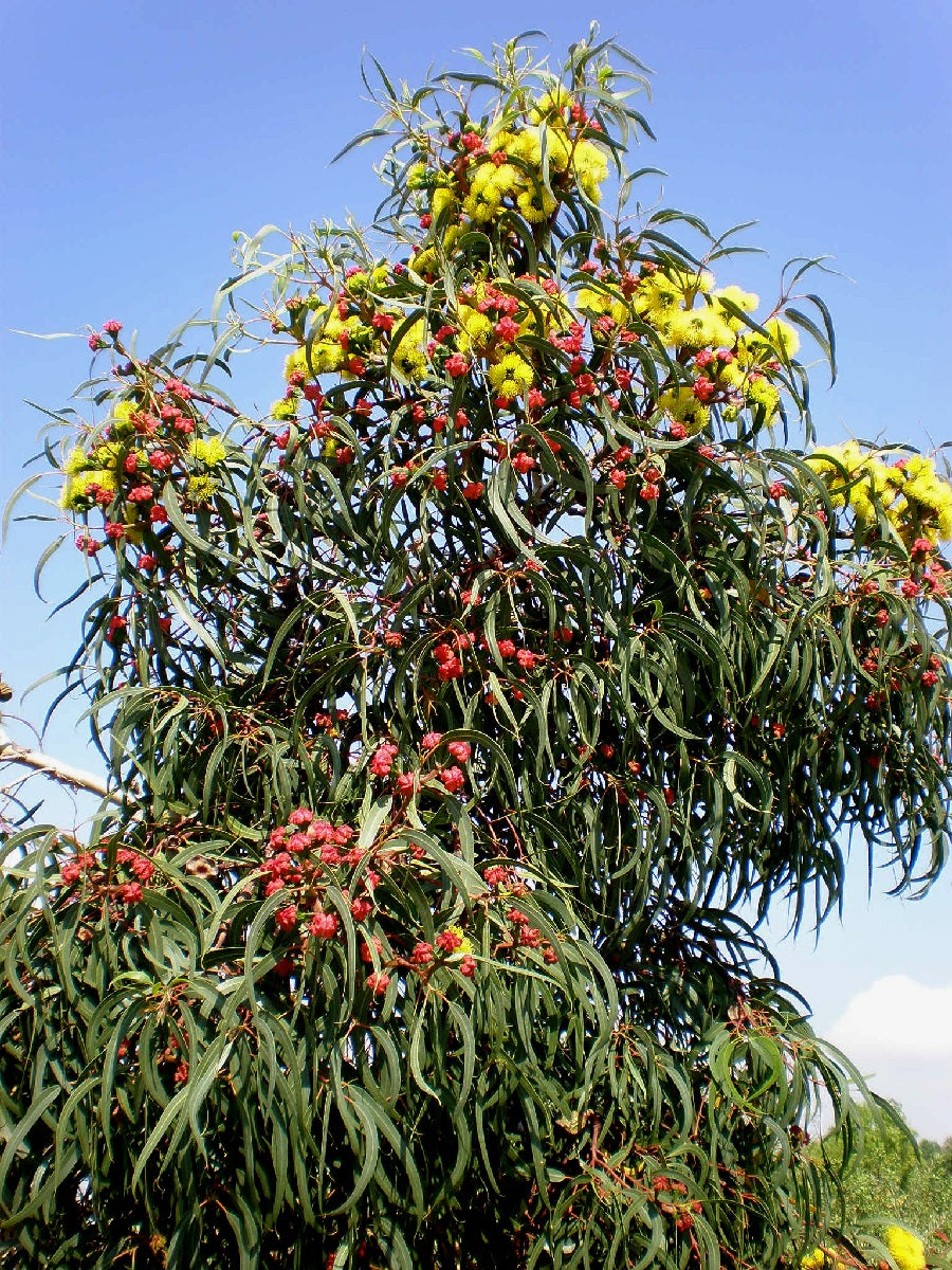 Eucalyptus erythrocorys - Red-Capped Gum
