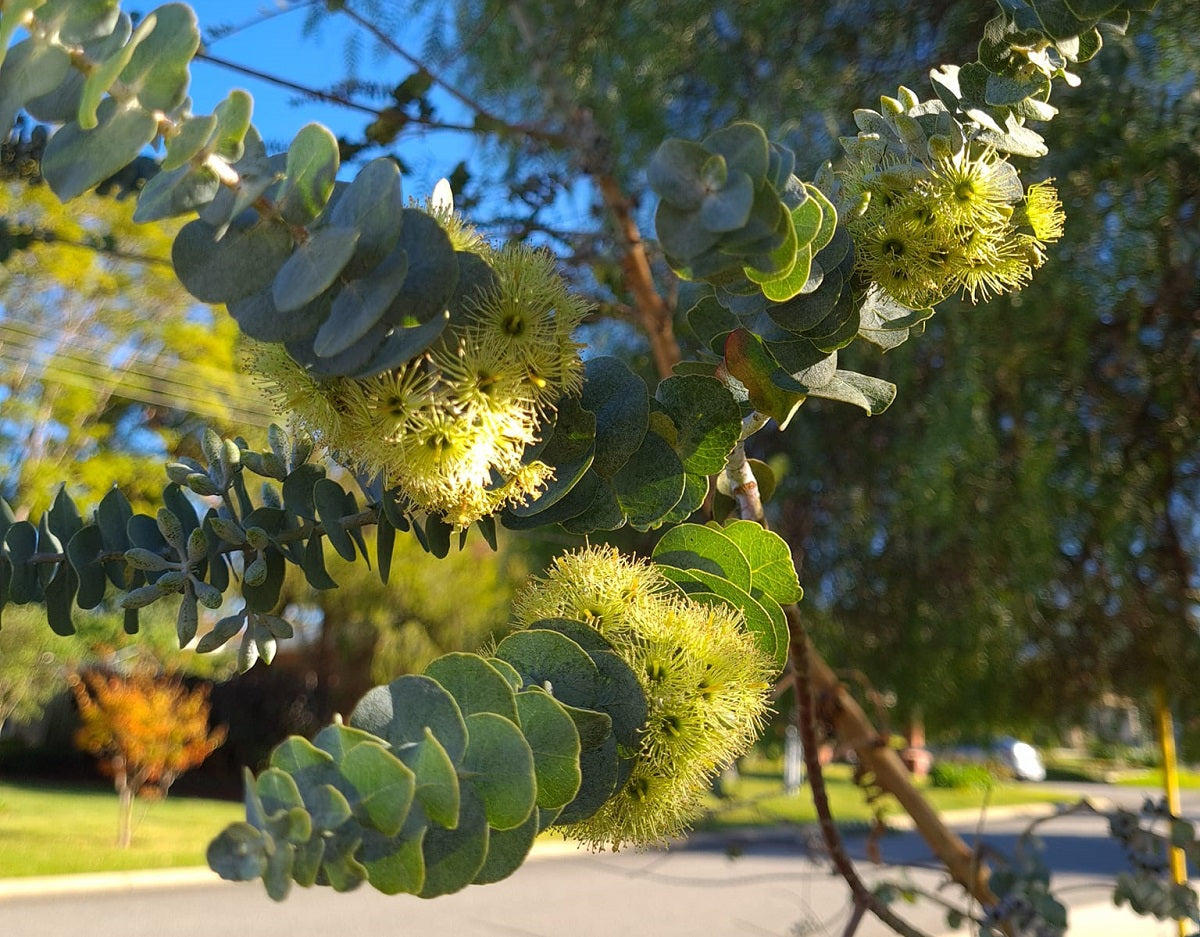 Eucalyptus kruseana - Bookleaf Mallee