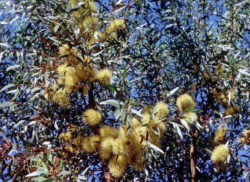 Eucalyptus macrandra - Long-Flowered Marlock