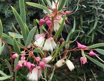 Eucalyptus rosacea - Pink Mallee