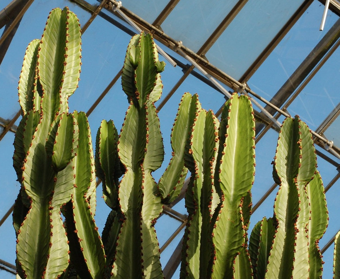 Euphorbia ingens - Candelabra Naboom Tree