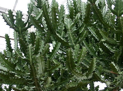 Euphorbia lactea - Mottled Spurge