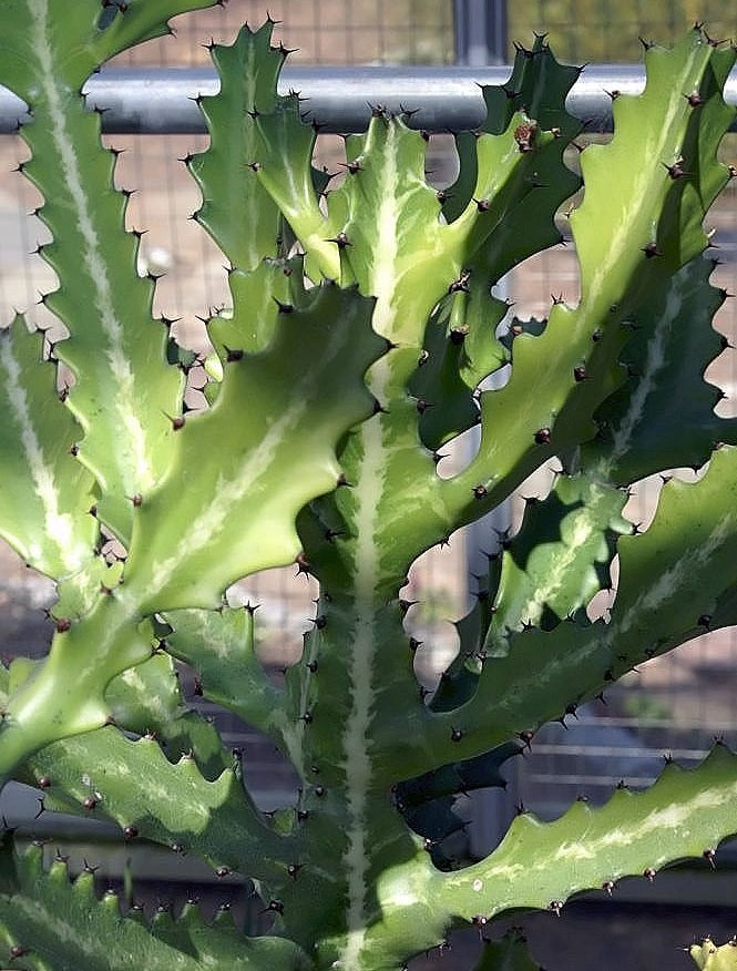Euphorbia lactea - Dragon Bones