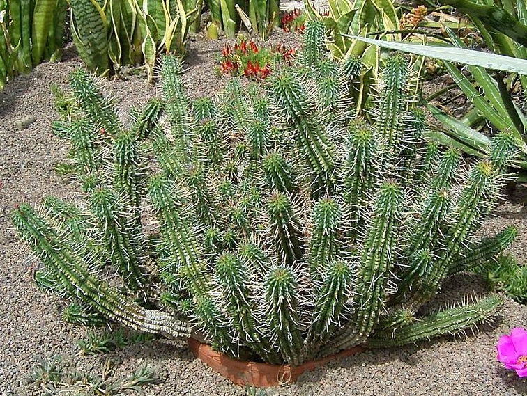 Euphorbia mammillaris - Corncob Cactus
