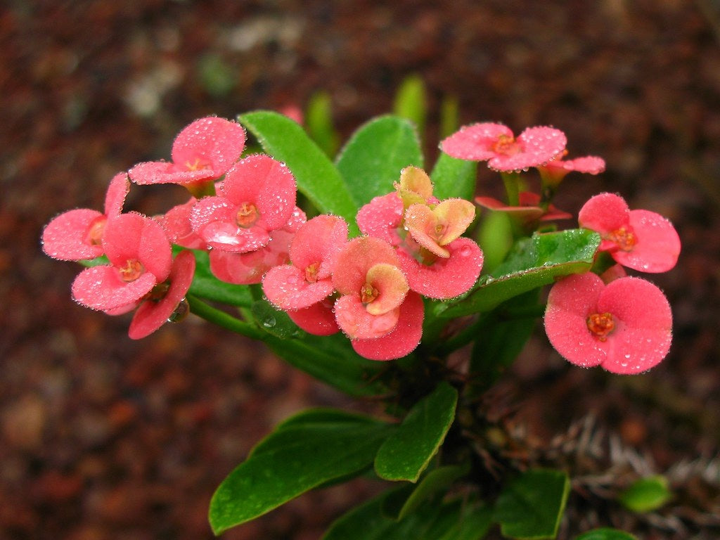 Euphorbia milii - RED - Crown of Thorns