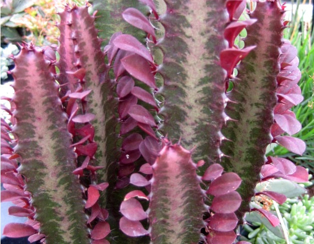 Euphorbia trigona purpurea - Purple African Milk Tree