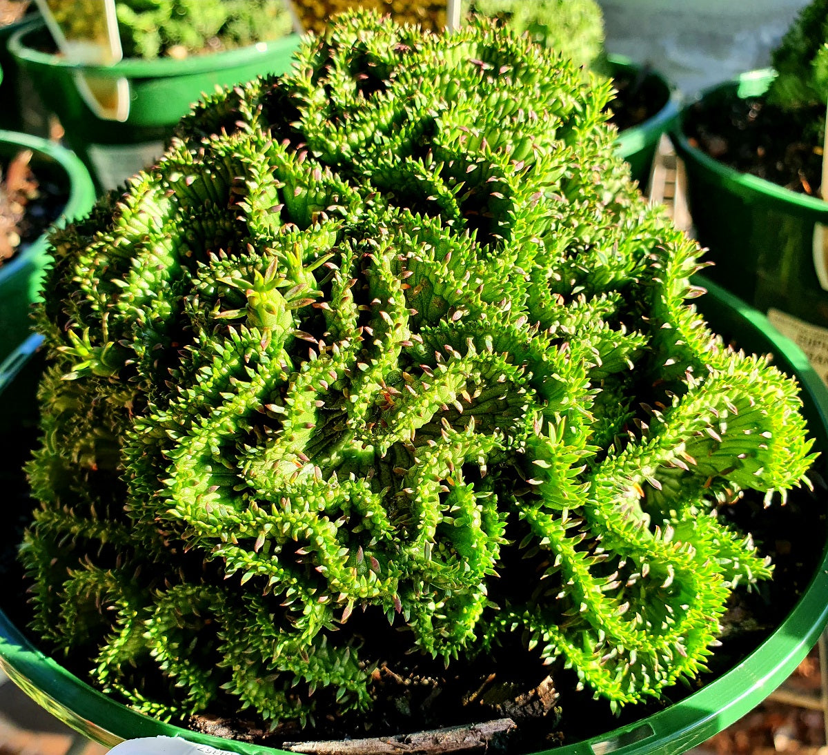 Euphorbia flanaganii cristata - Crested Medusas Head