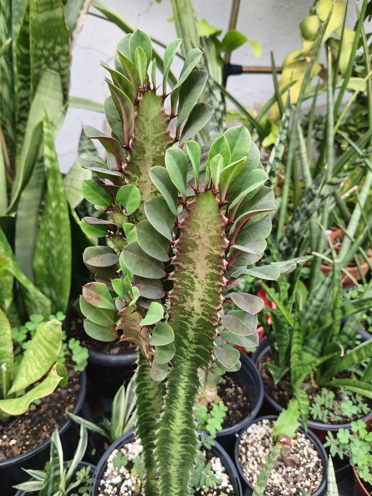 Euphorbia trigona - African Milk Tree