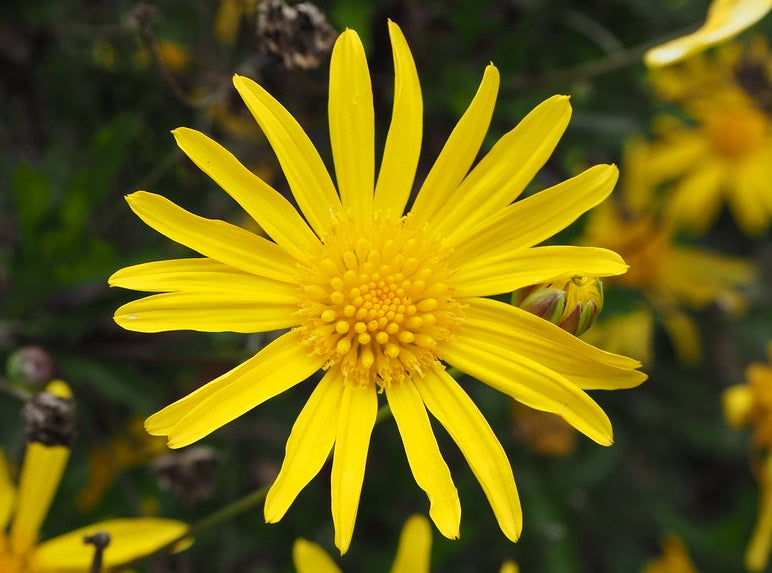 Euryops chrysanthemoides - Golden Daisy Bush