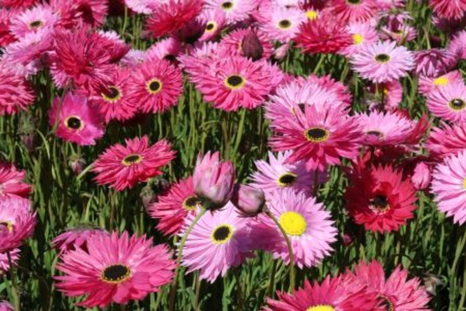 Rhodanthe chlorocephala - ROSEUM - Everlasting Daisy