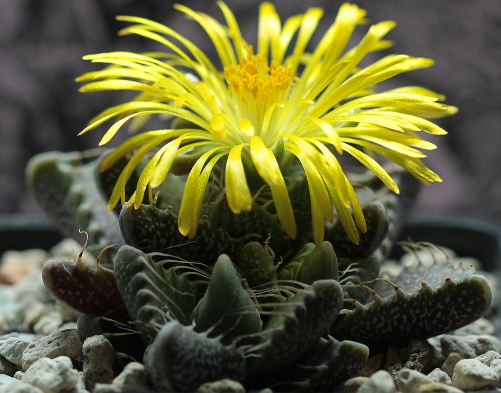 Faucaria tigrina - Tiger Jaws