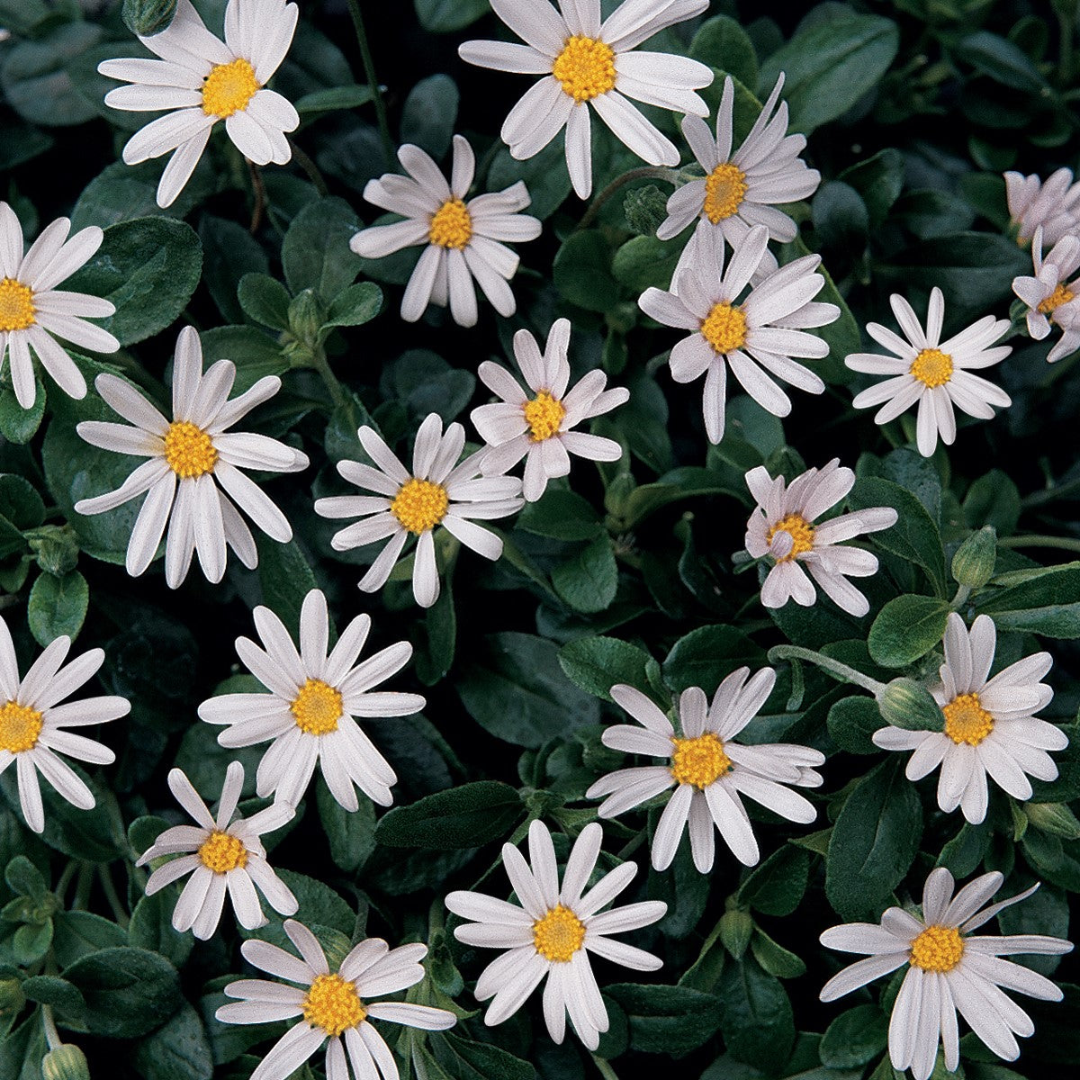 Felicia amelloides - Pinwheel™ SNOW - White Marguerite