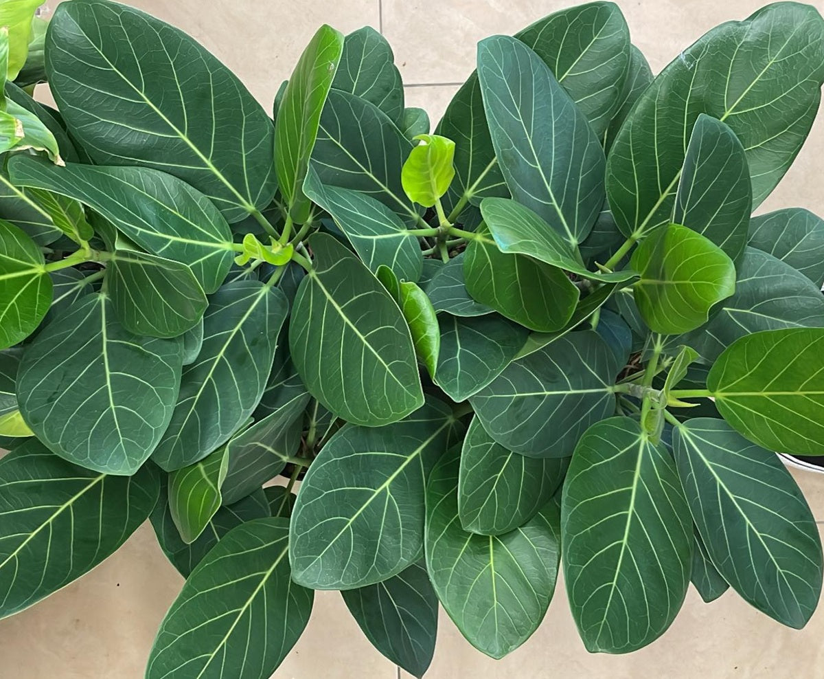 Ficus benghalensis - AUDREY - Banyan Fig