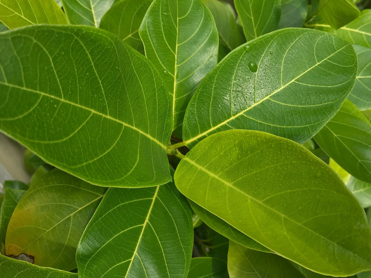 Ficus benghalensis - AUDREY - Banyan Fig