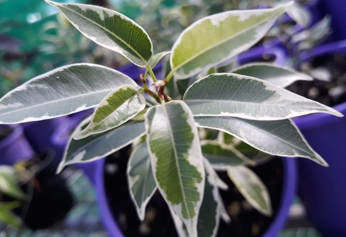 Ficus benjamina - NICOLE - Dwarf Variegated Weeping Fig