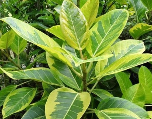 Ficus altissima - YELLOW GEM - Variegated Lofty Fig