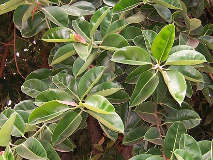 Ficus elastica - Rubber Fig