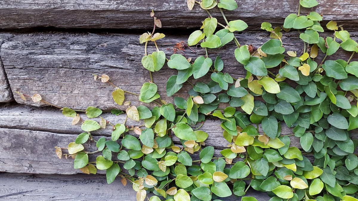 Ficus pumila - Creeping Fig