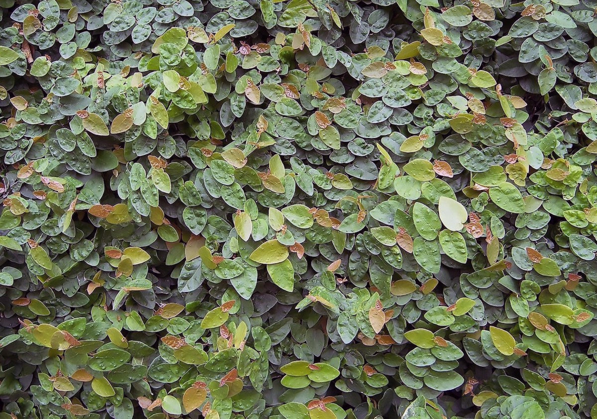 Ficus pumila - Creeping Fig