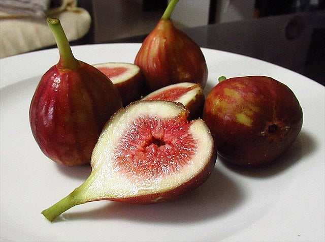 Ficus carica - SWEET TEMPTATION™ - Dwarf Edible Fig