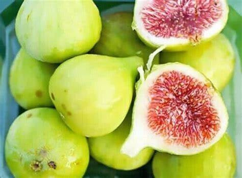 Ficus carica - WHITE ADRIATIC - Edible Fig