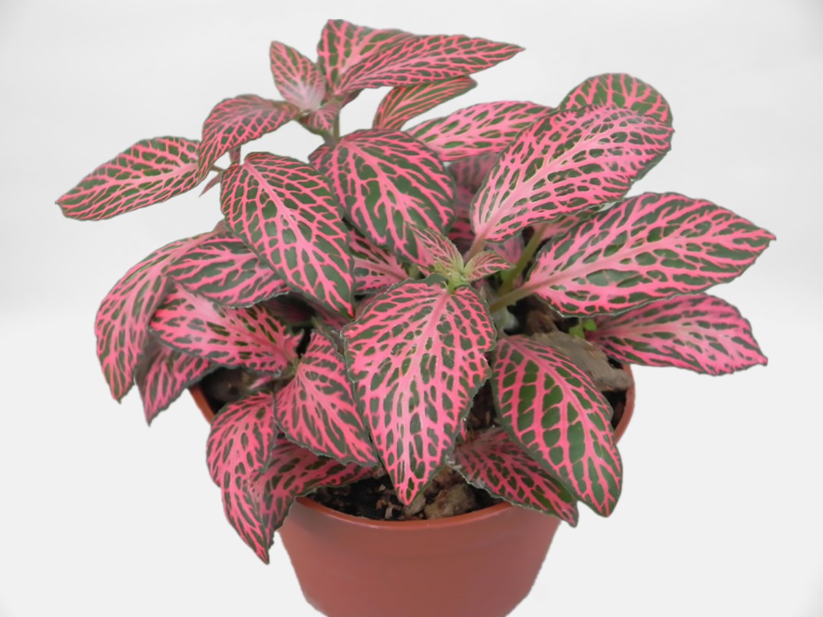 Fittonia albivenis - FIRETAIL - Mosaic Plant
