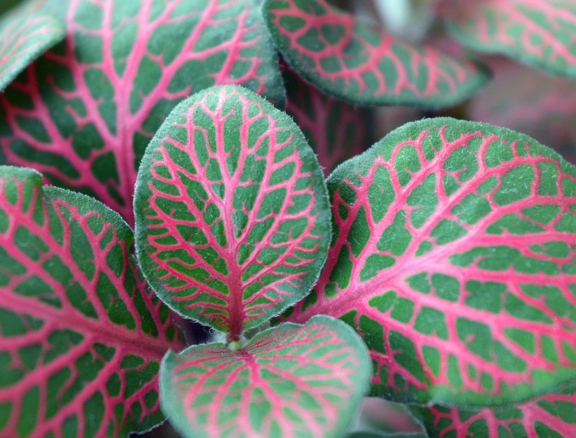 Fittonia albivenis - FLAMMULE - Mosaic Plant