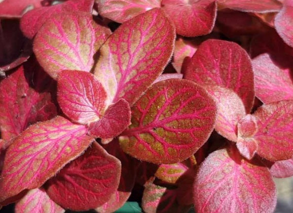 Fittonia albivenis - RED FLAME - Mosaic Plant