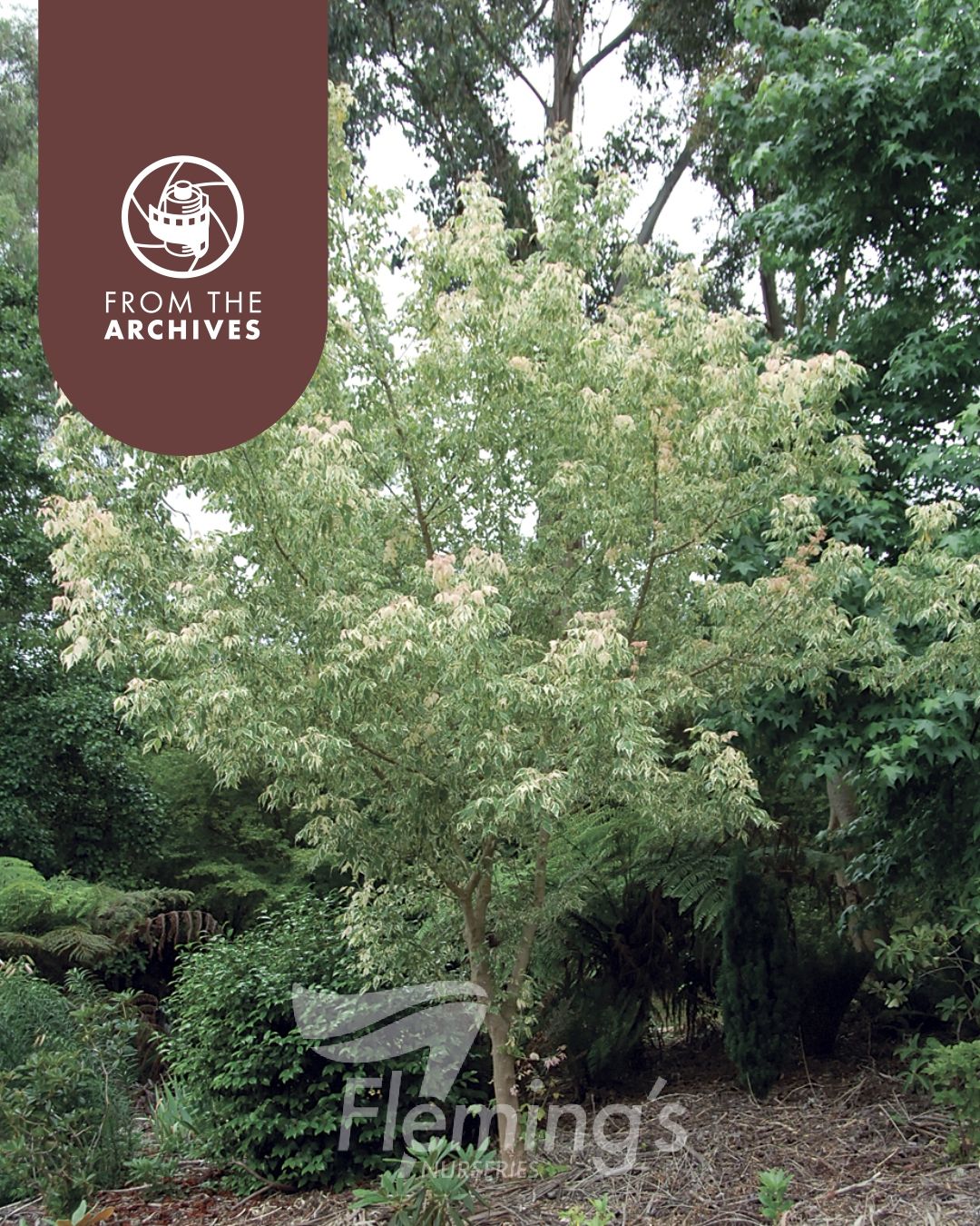 Acer negundo - FLAMINGO - Maple