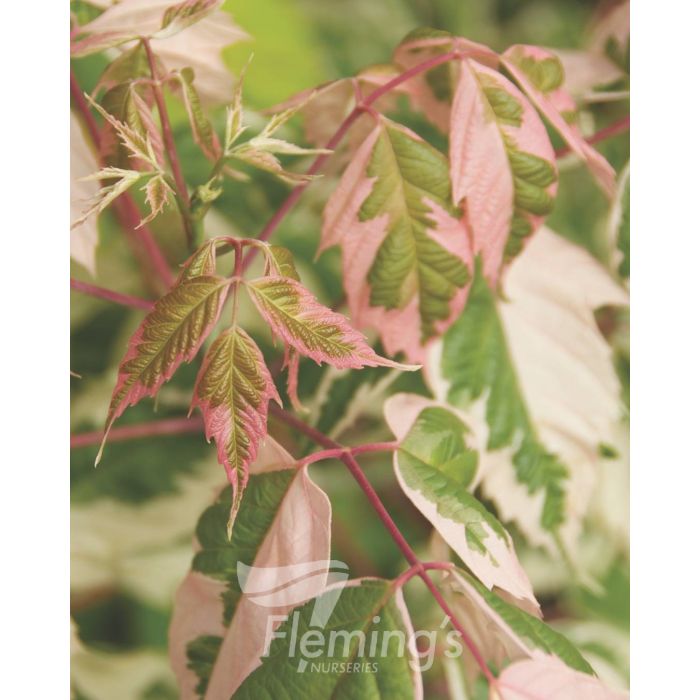 Acer negundo - FLAMINGO - Maple