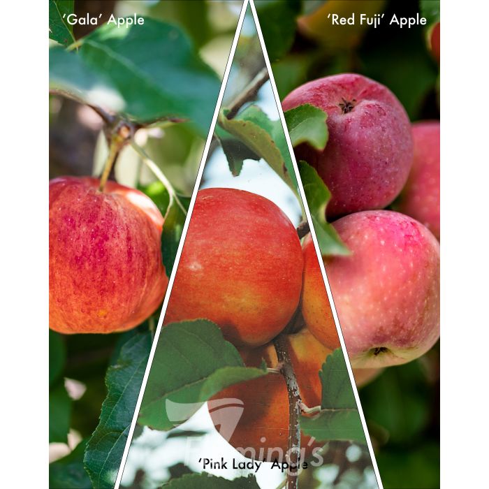 Malus domestica - 3-Way - GALA - PINK LADY - RED FUJI - Apple