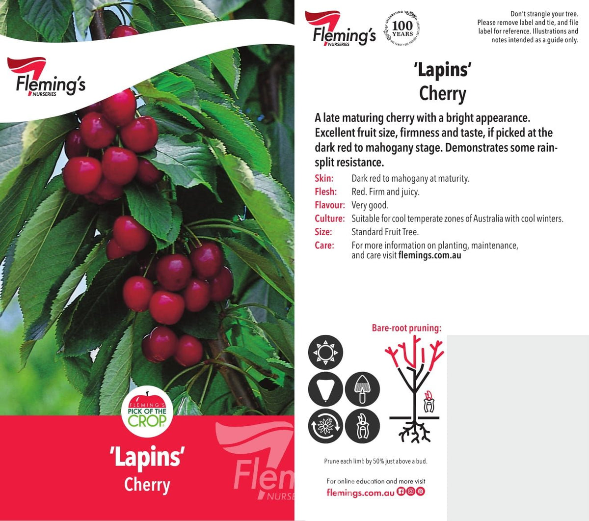 Prunus avium - LAPINS - Cherry
